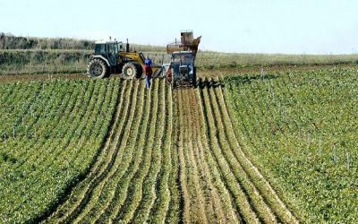 Fedeagro: La estabilidad del sistema agroalimentario depende de la atención a los desafíos estructurales